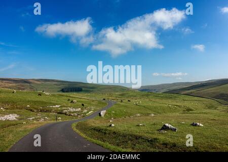 Paysage du Royaume-Uni : vue imprenable sur la campagne et pâturage du bétail à travers Malham Moor, le parc national de Yorkshire Dales par beau temps. Banque D'Images