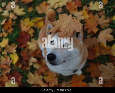 Shiba, de haut en bas, sur des feuilles d'automne tombantes colorées pendant la saison d'automne. Le Shiba Inu est une race japonaise. Banque D'Images