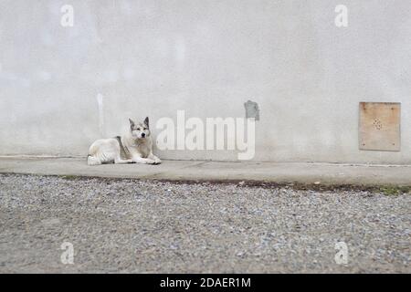 Grand blanc adulte intelligent race chien West Siberian Laika assis à l'extérieur de la maison de garde. Banque D'Images