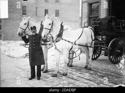 Image d'un pompier, Bonnel, debout avec deux chevaux blancs à Chicago, Illinois. Les chevaux sont attelés à un wagon. Banque D'Images