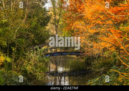 Londres UK 12 novembre 2020 UN automne venteux mais ensoleillé Journée à Lon don Regent's Park.Paul Quezada-Neiman/Alamy Live News Banque D'Images