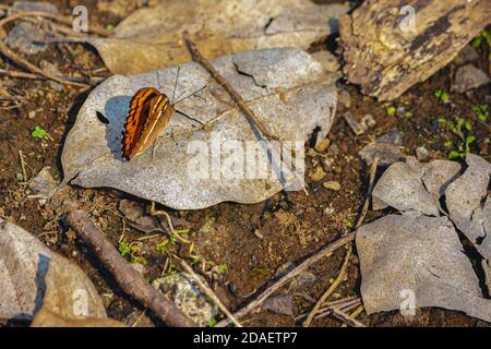 papillon orange assis sur une feuille sèche dans la jungle cliquée le matin, jour ensoleillé Banque D'Images