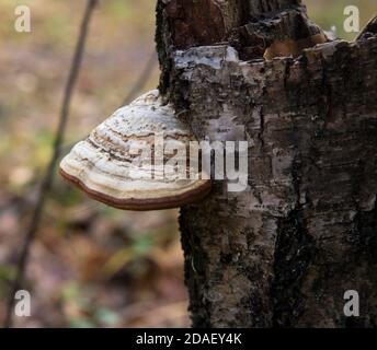 polyporus une sur l'autre espèce spécifique de champignon sur un tronc d'arbre mort Banque D'Images