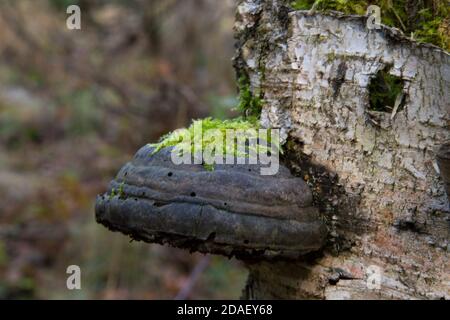 polyporus une sur l'autre espèce spécifique de champignon sur un tronc d'arbre mort Banque D'Images