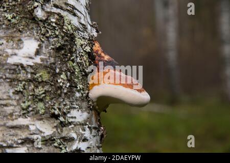 polyporus une sur l'autre espèce spécifique de champignon sur un tronc d'arbre mort Banque D'Images