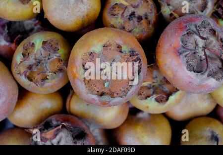 fruit médlaire commun, mespilus germanica, norfolk, angleterre Banque D'Images