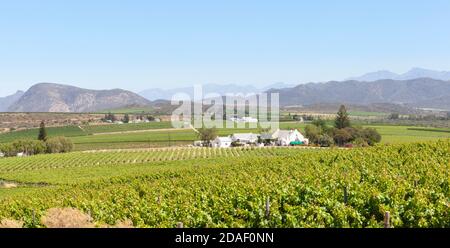 Vignobles et fermes viticoles entre McGregor et Robertson, Robertson Wine Valley, Western Cape, Winelands, Afrique du Sud au printemps Banque D'Images