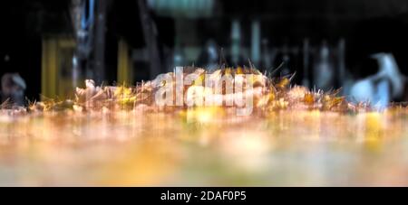 Résumé image intentionnellement floue d'une pile de feuilles d'automne balayées ensemble, lumineuses sur fond sombre Banque D'Images