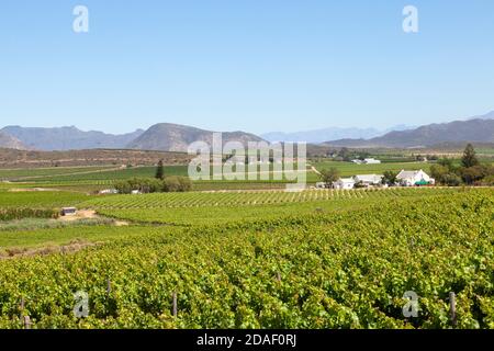 Vignobles et fermes viticoles entre McGregor et Robertson, Robertson Wine Valley, Western Cape, Winelands, Afrique du Sud au printemps Banque D'Images