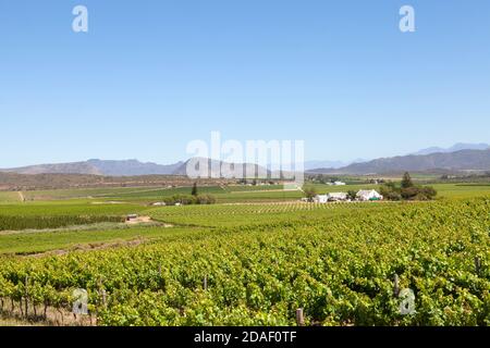 Vignobles et fermes viticoles entre McGregor et Robertson, Robertson Wine Valley, Western Cape, Winelands, Afrique du Sud au printemps Banque D'Images