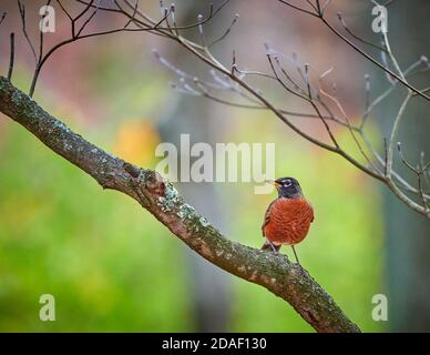 Robin américain coloré assis dans un arbre de Dogwood. Banque D'Images