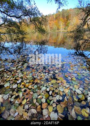 Les feuilles mortes tombées flottent à la surface de l'eau Banque D'Images