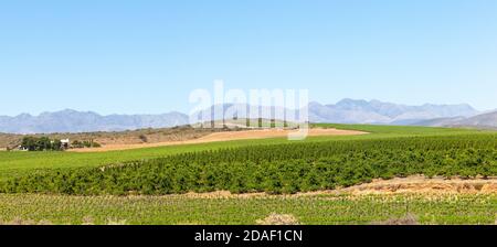 Vignobles et fermes viticoles entre McGregor et Robertson, Robertson Wine Valley, Western Cape, Winelands, Afrique du Sud au printemps Banque D'Images