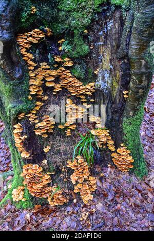 Champignon du miel, Armillaria mellea, Hardcastle Crags, West Yorkshire, Royaume-Uni Banque D'Images