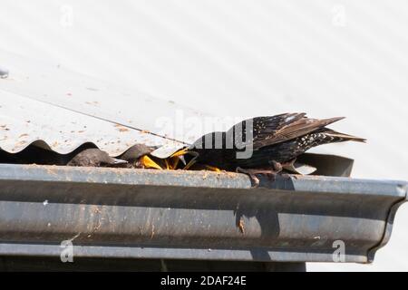 Starling commun / européen (Sturnus vulgaris) nichant des adultes nourrissant des oisillons dans leur nid sous le toit en fer d'une maison, Cap occidental, Afrique du Sud Banque D'Images