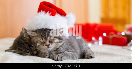 Jolis chatons en tabby qui dorment ensemble dans un chapeau de noël. Chapeau de Père Noël sur joli chat de bébé. Chats de Noël. Concept animal pour enfants. Animaux domestiques en costume Banque D'Images