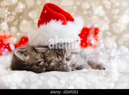 Jolis chatons en tabby qui dorment ensemble dans un chapeau de noël avec des lumières de neige floues. Chapeau de Père Noël sur joli chat de bébé. Chats de Noël. Animaux domestiques en costume Banque D'Images