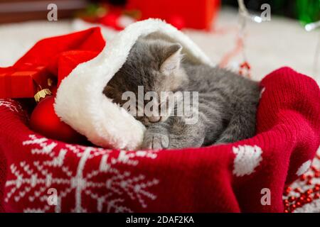 Portrait mignon tabby chaton avec noël chapeau boules cadeau Noël décor. Chapeau de Père Noël sur joli chat de bébé. Le chat de Noël dormant est dans un panier rouge Banque D'Images