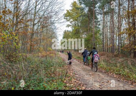 Les gens qui marchent et font du vélo en famille sur une chaussée à travers un bois typique de la forêt de Sherwood, avec des arbres à feuilles caduques. Banque D'Images