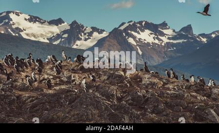 Colonie de cormorans roi se trouve sur une île dans le canal de Beagle Banque D'Images