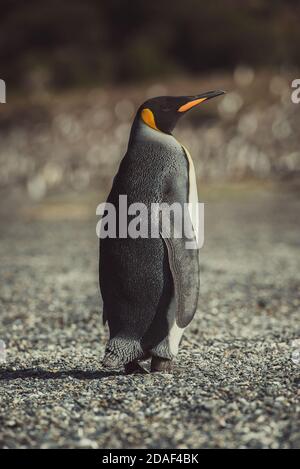 Colonie de pingouins d'empereur sur l'île de Martillo dans le canal Beagle, Ushuaia, province de Tierra del Fuego, Argentine. Banque D'Images