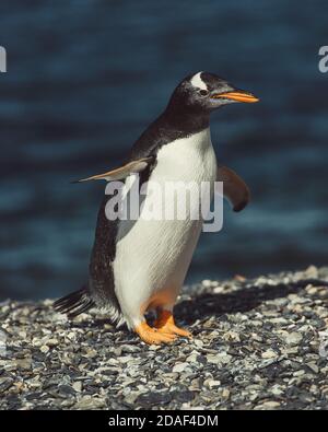 Colonie de pingouins de Gentoo sur l'île de Martillo, dans le canal Beagle, Ushuaia, province de Tierra del Fuego, Argentine. Banque D'Images