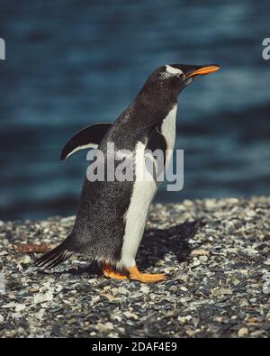 Colonie de pingouins de Gentoo sur l'île de Martillo, dans le canal Beagle, Ushuaia, province de Tierra del Fuego, Argentine. Banque D'Images