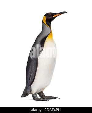 Grand pingouin debout devant un fond blanc Banque D'Images