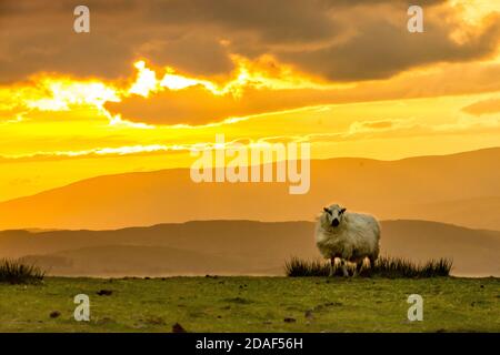 Moutons de montagne galloise au sunsetWelsh Banque D'Images