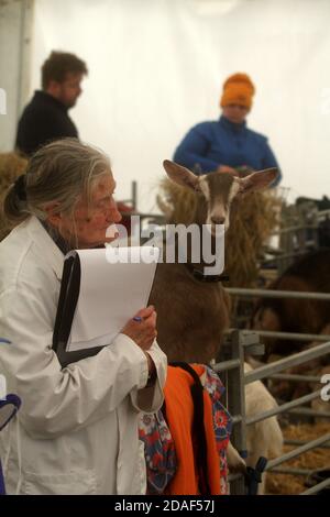 Ayr Agricultural Cattle Show, Ayrshire, Écosse.Le spectacle annuel présente le bétail et les concours.Une femme juge en manteau blanc juge une chèvre dans un concours Banque D'Images