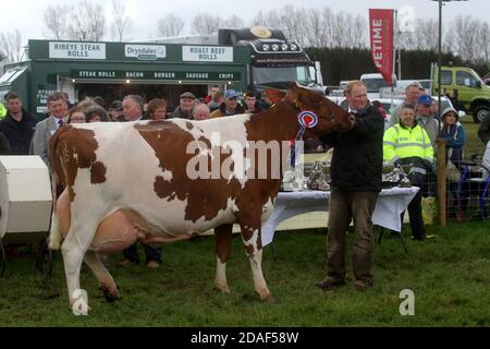 Ayr Agricultural Cattle Show, Ayrshire, Écosse.Le spectacle annuel présente le bétail et les compétitions Banque D'Images