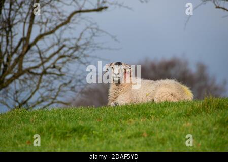 Old Swaledale Ewe couché dans un champ, Chipping, Preston, Lancashire, Royaume-Uni Banque D'Images