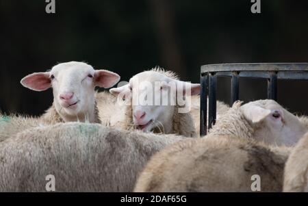 Les jeunes moutons de la Frise qui militent sur le foin se nourrissent de foin près de Preston, dans le Lancashire. Banque D'Images