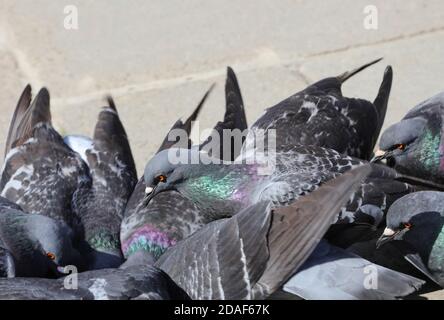 de nombreux pigeons peck de la chapelure dans un carré Banque D'Images