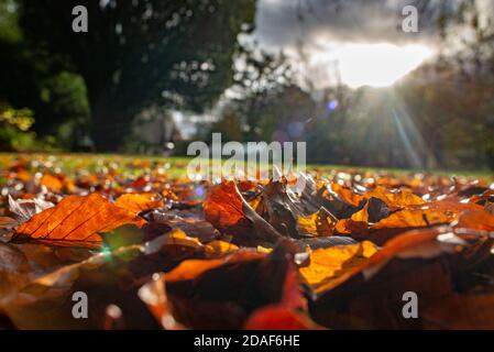 Feuilles d'automne au sol dans un jardin, Chipping, Preston, Lancashire, Royaume-Uni Banque D'Images