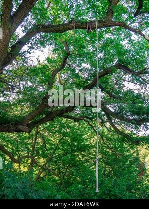 Tirer les tuyaux sur une branche d'arbre comme un balancement Banque D'Images