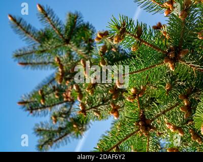 Épicéa au printemps avec jeunes cônes - angle bas vue - mise au point sélective Banque D'Images