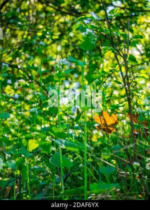 Feuille d'érable orange éclairée par le soleil, entourée de verdure Banque D'Images