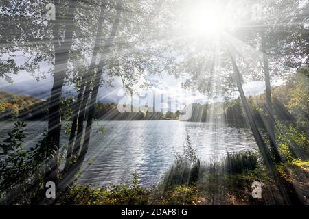 Le lac Holzmaar dans le Vulkaneifel presque complètement entouré forêt dense Banque D'Images