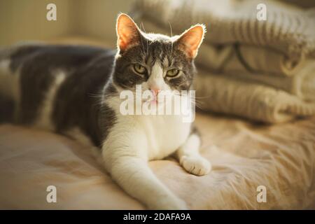 Un joli chat maison de tabby est allongé sur un lit doux à côté d'une pile de chandails de laine chaude au soleil, léchant ses lèvres. Confort à la maison. Banque D'Images