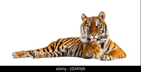 Tigre couché en position de nettoyage lui-même, isolé sur blanc Banque D'Images