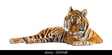 Tigre couché en position de nettoyage lui-même, isolé sur blanc Banque D'Images