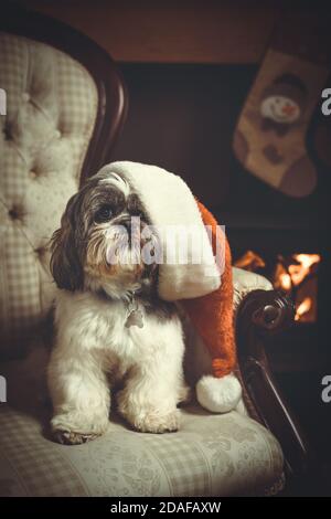 Shih Tzu pedigree chien assis dans une chaise portant un Chapeau de père Noël près du feu en attendant le Père Noël veille Banque D'Images