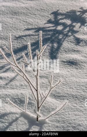 Arbre unique recouvert de houarfrost dans un paysage d'hiver près de Samedan à l'Engadine, Grisons, Suisse Banque D'Images