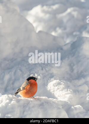 Bullfinch mâle (Gimpel), (Pyrrhula pyrrhula) en hiver, Allemagne Banque D'Images