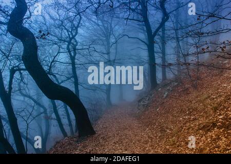 Forêt mystique dans le brouillard bleu en automne.paysage avec chemin dans la forêt de foggy de rêve.chemin à l'aventure.Forêt de moody sombre avec une voie menant à travers elle. Banque D'Images