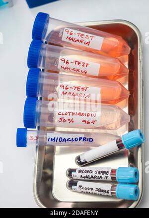 Recherche en laboratoire sur l'insecticide clothianidin, cause de la maladie du paludisme par la famille des moustiques malaria d'Anopheles, image conceptuelle Banque D'Images