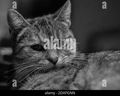 Noir et blanc tabby chat qui est déçu ce que vous avez fait avec votre vie. Banque D'Images