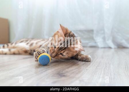 Chat tabby mignon jouant avec un ballon jouet dans la chambre. Banque D'Images