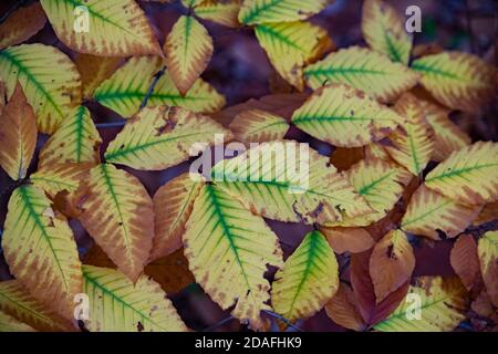 Les feuilles d'un hêtre changent de couleur à l'automne, Moscou, Russie Banque D'Images